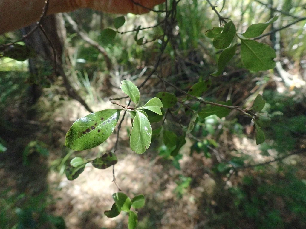 Pittosporum Tenuifolium