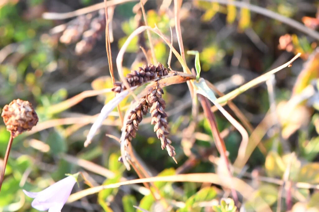 Carex Flacca