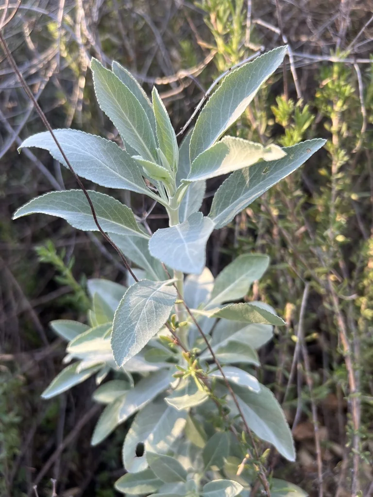 Salvia Apiana