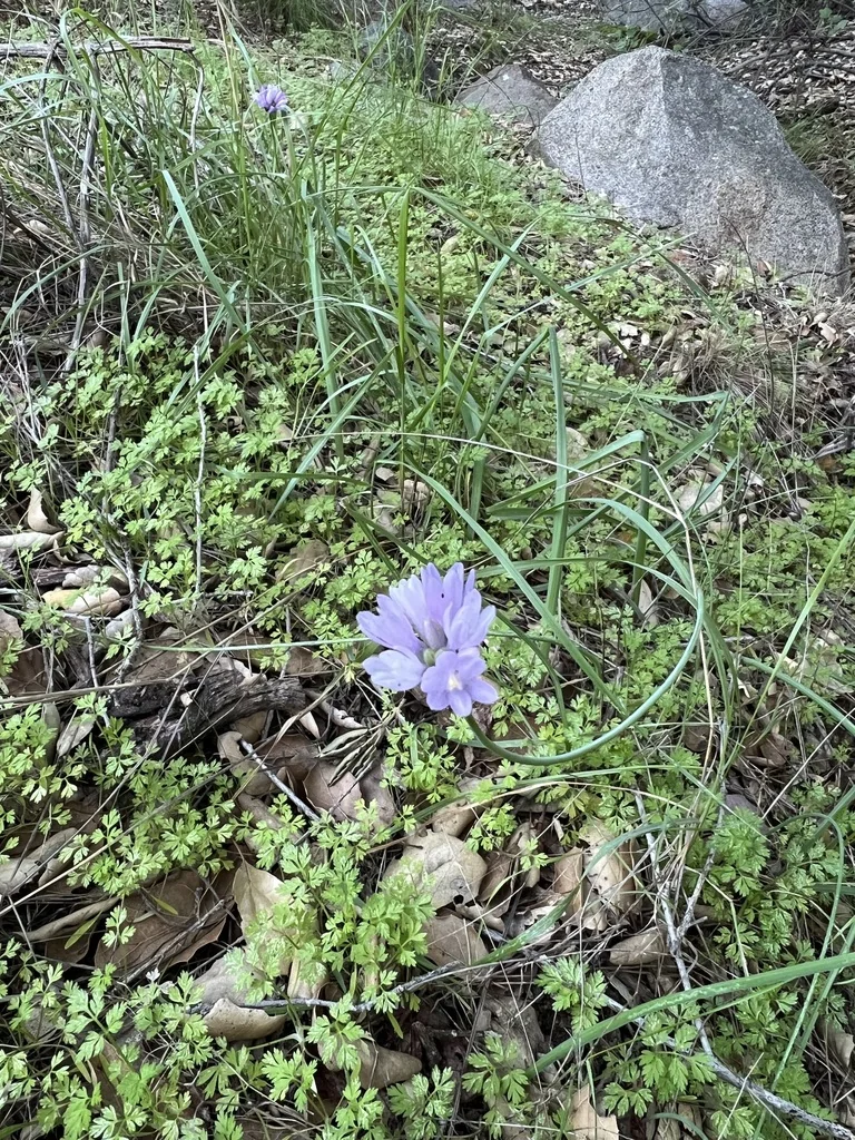 Dichelostemma Capitatum