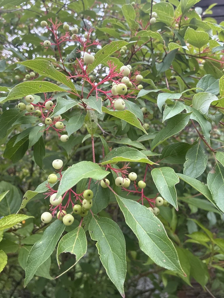 Cornus Racemosa