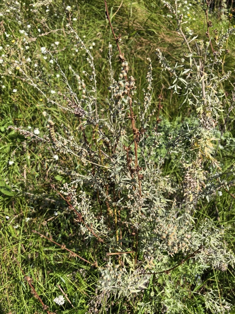 Artemisia Absinthium