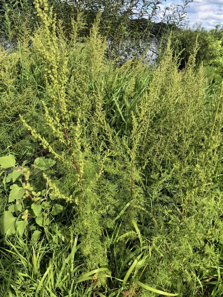 Artemisia Abrotanum