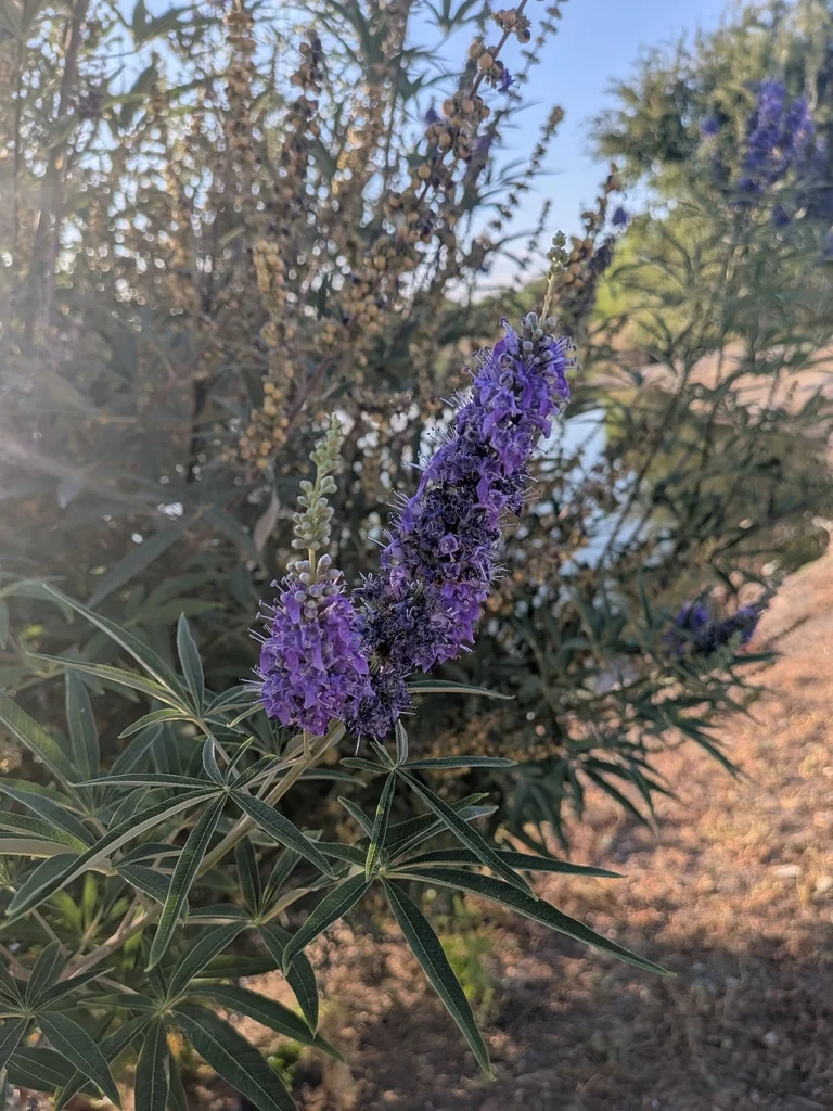 Vitex Agnus-Castus