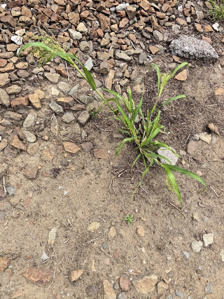 Panicum Miliaceum
