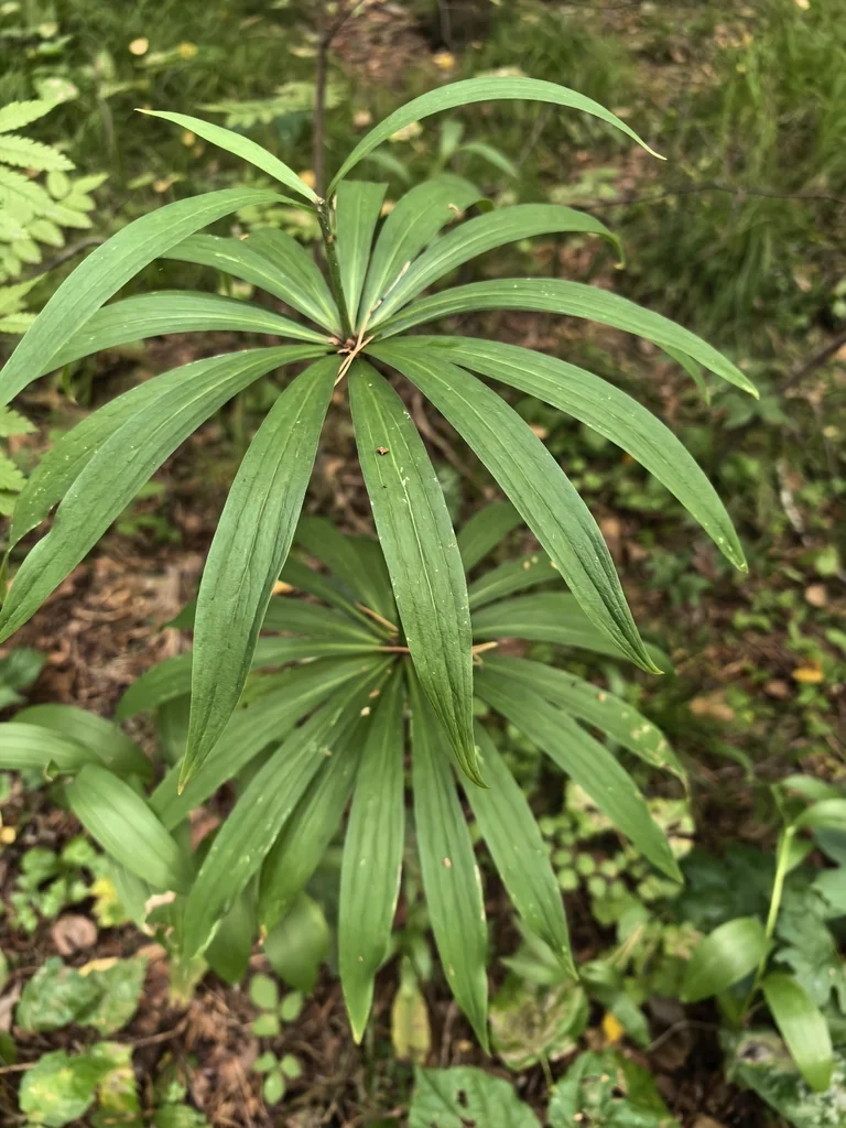 Lilium Martagon