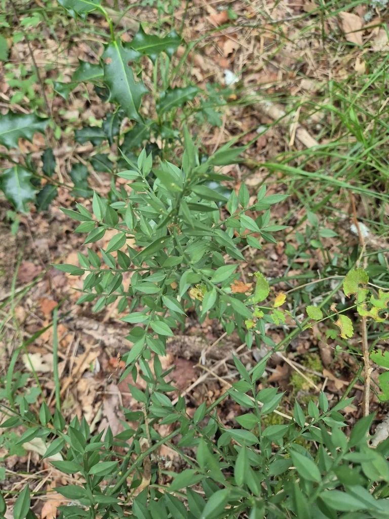 Ruscus Aculeatus
