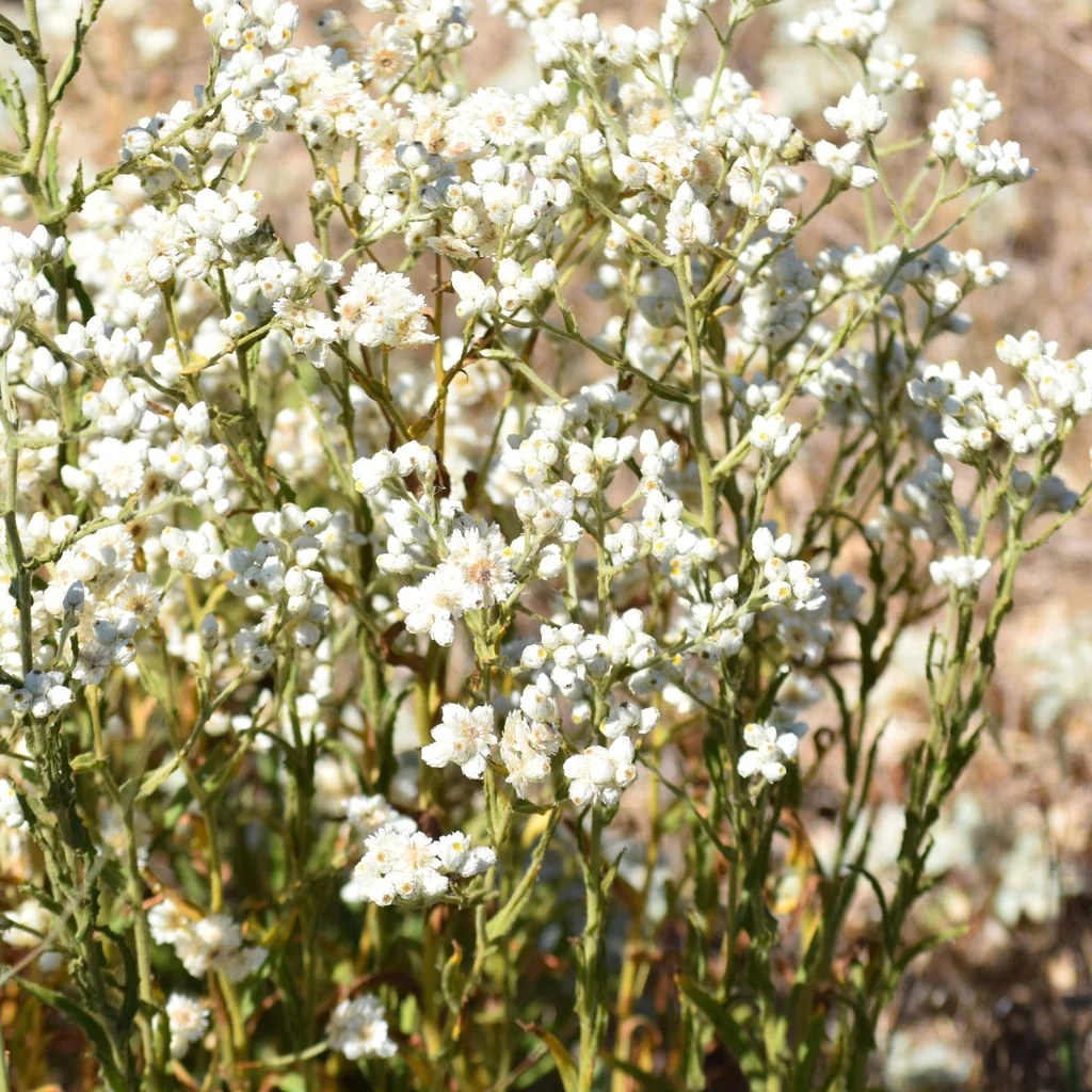 Pseudognaphalium Californicum