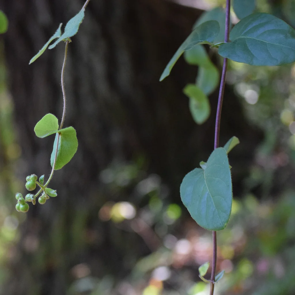 Lonicera Hispidula