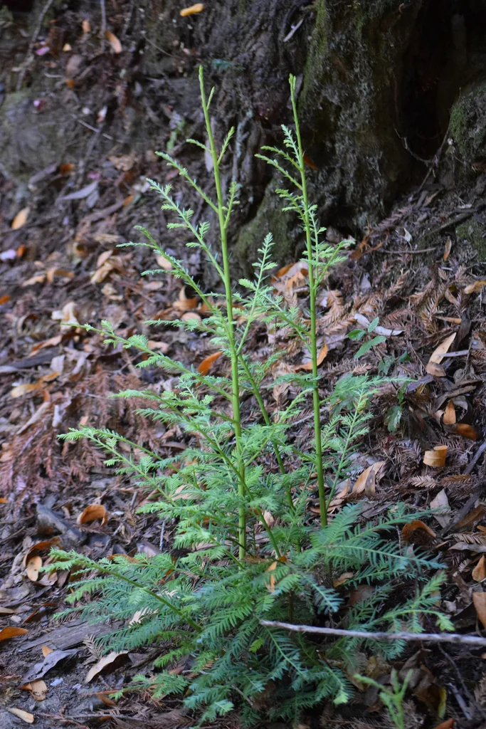 Sequoia sempervirens