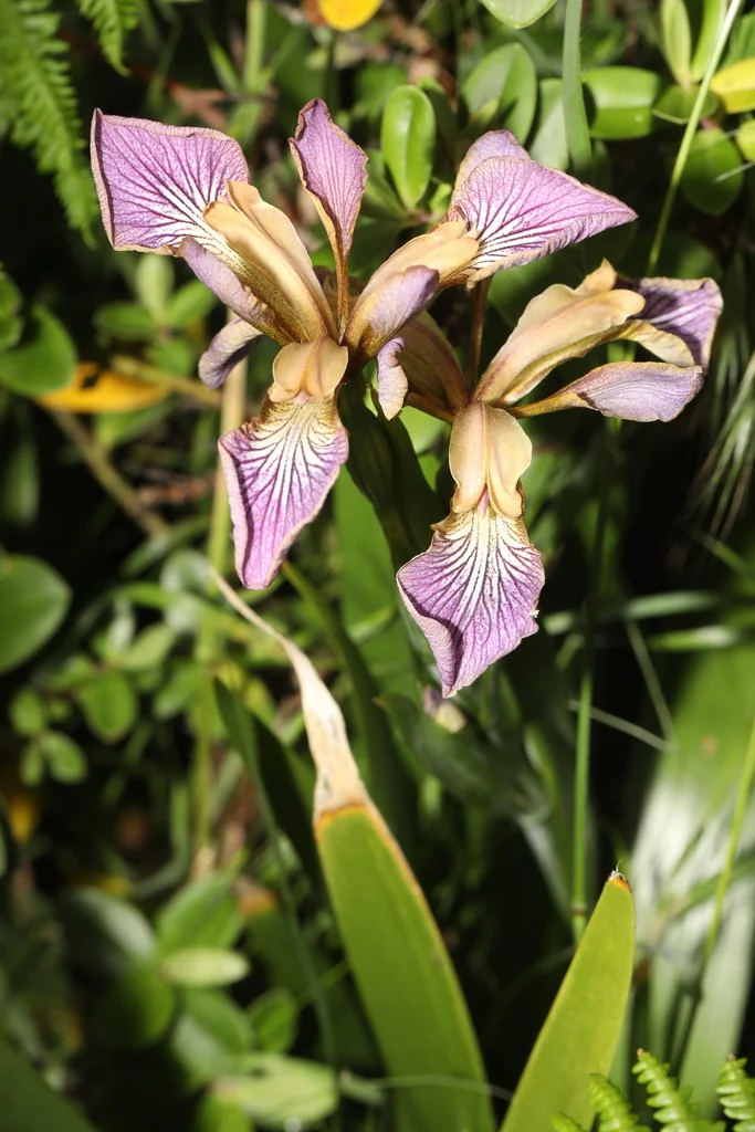 Iris Foetidissima