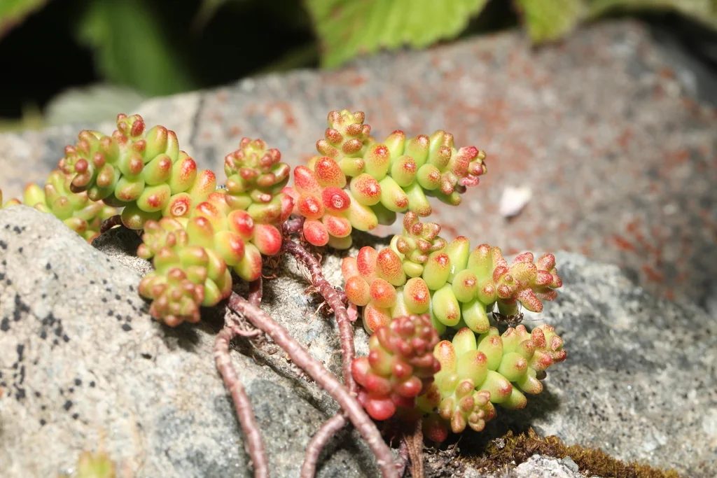 Sedum Album