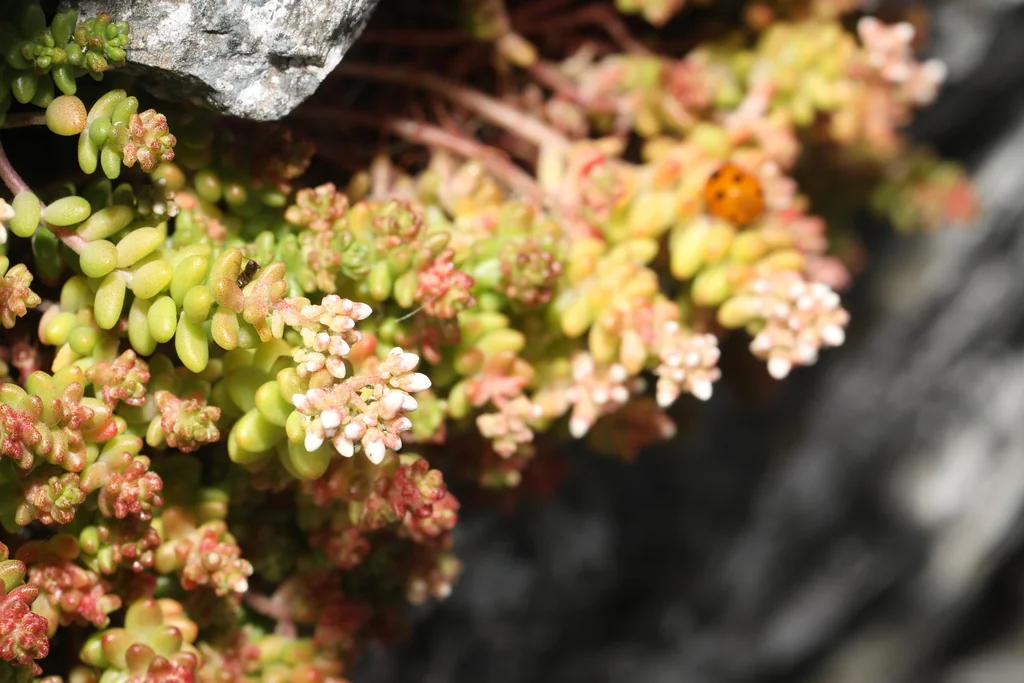 Sedum Album