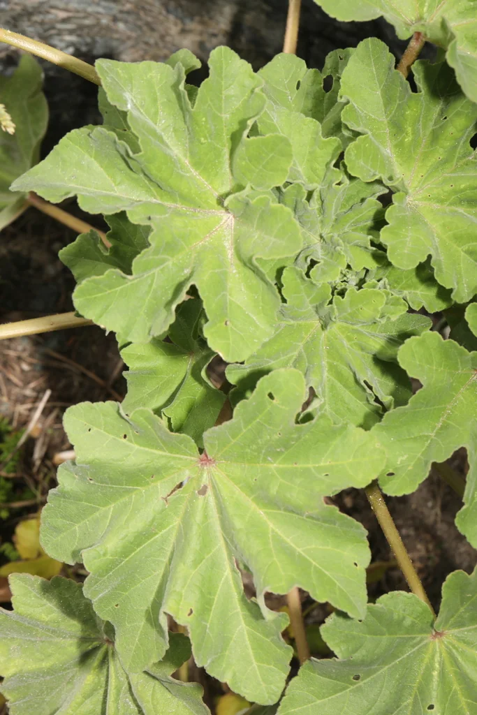 Lavatera Arborea