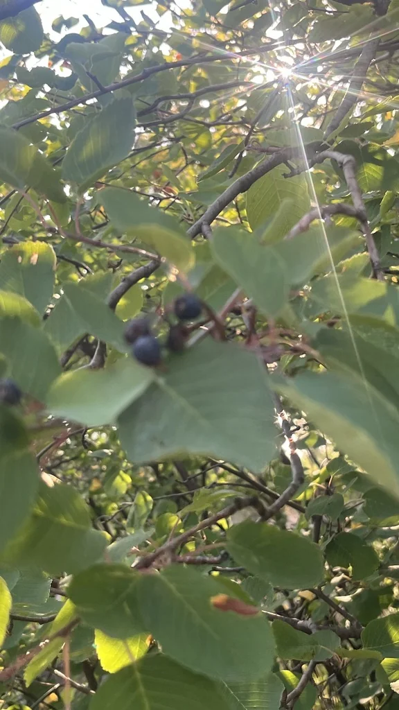 Amelanchier Alnifolia