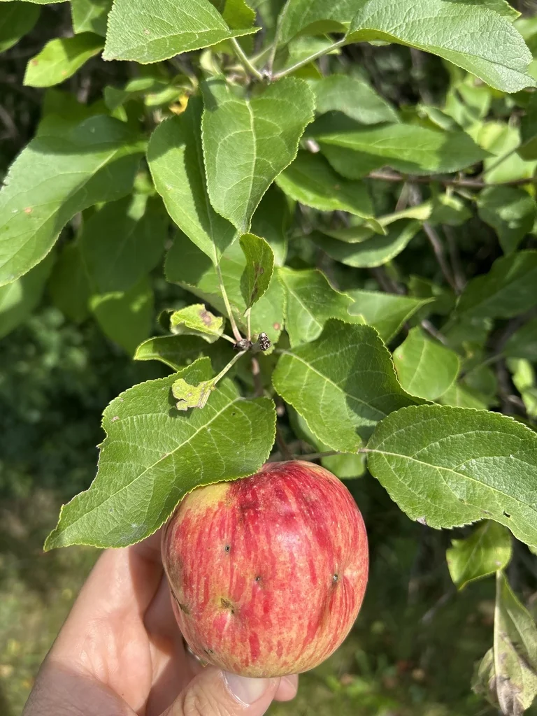 Malus Pumila