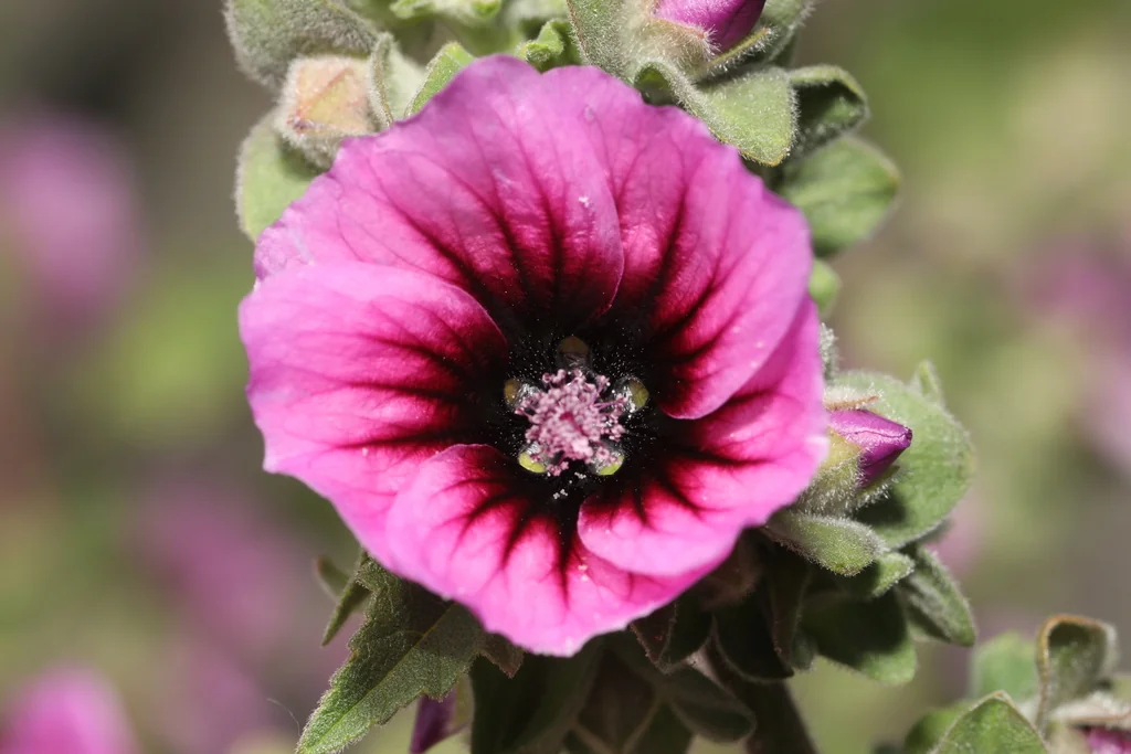 Lavatera Arborea