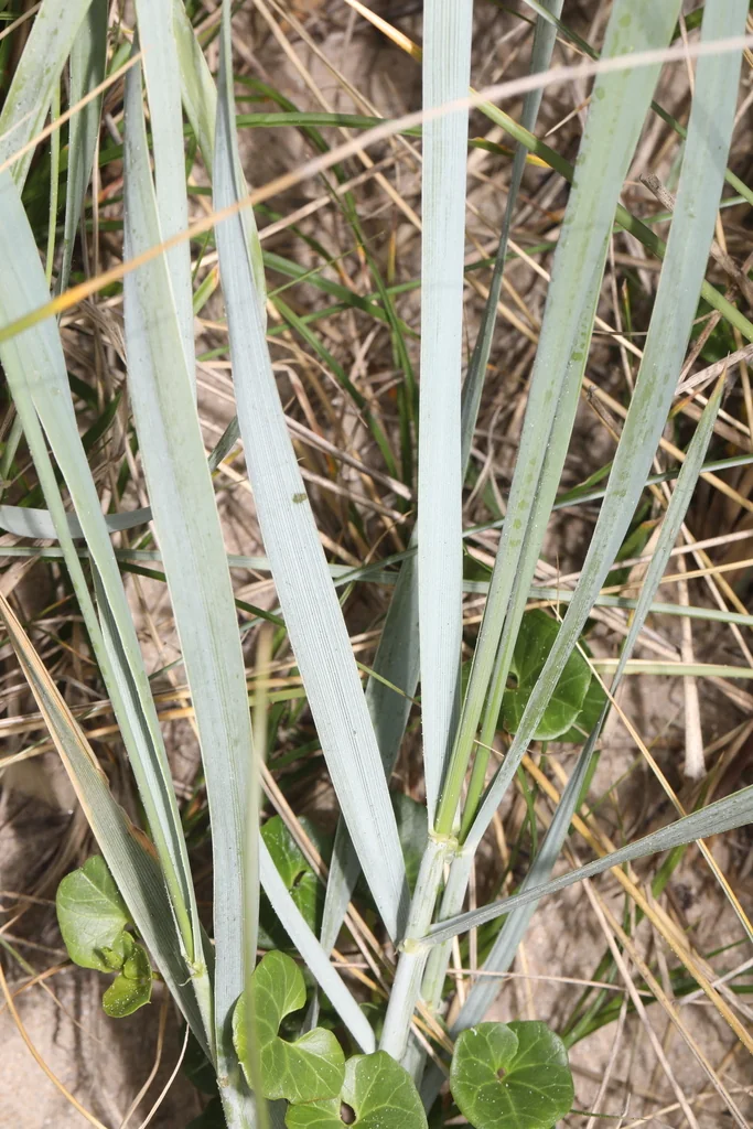 Leymus Arenarius