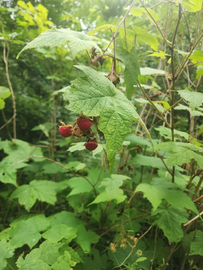 Rubus Odoratus