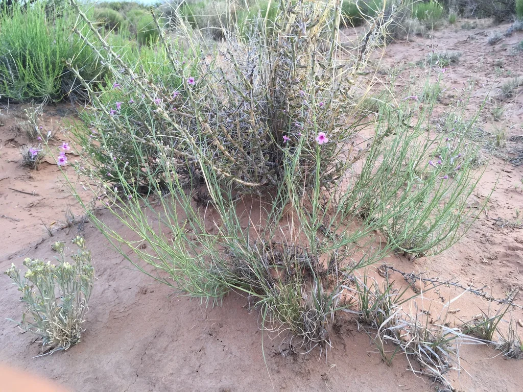 Penstemon Thurberi