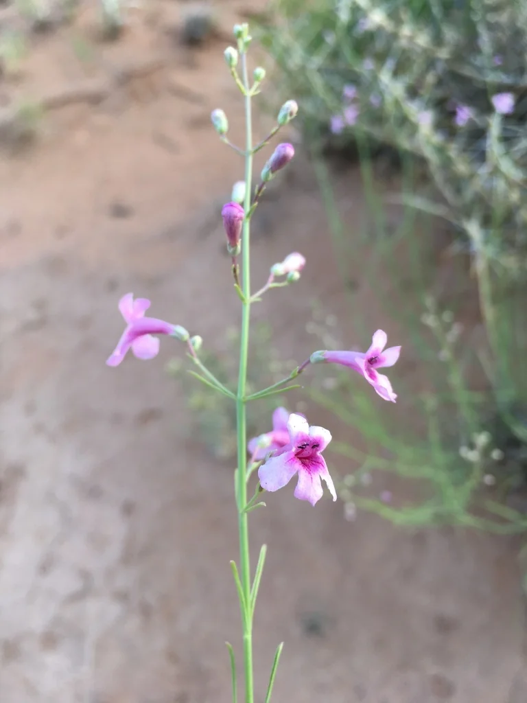 Penstemon Thurberi