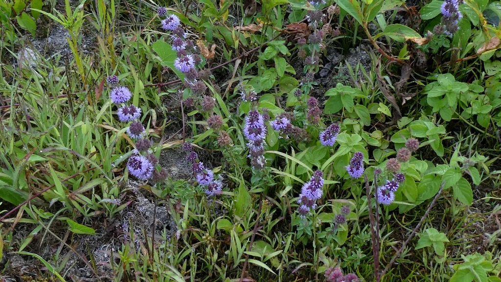 Mentha Pulegium