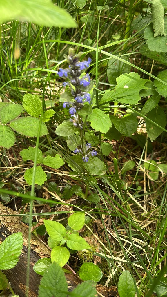 Ajuga Reptans
