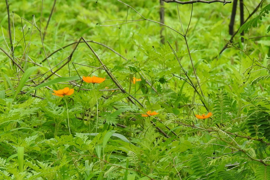 Cosmos Sulphureus