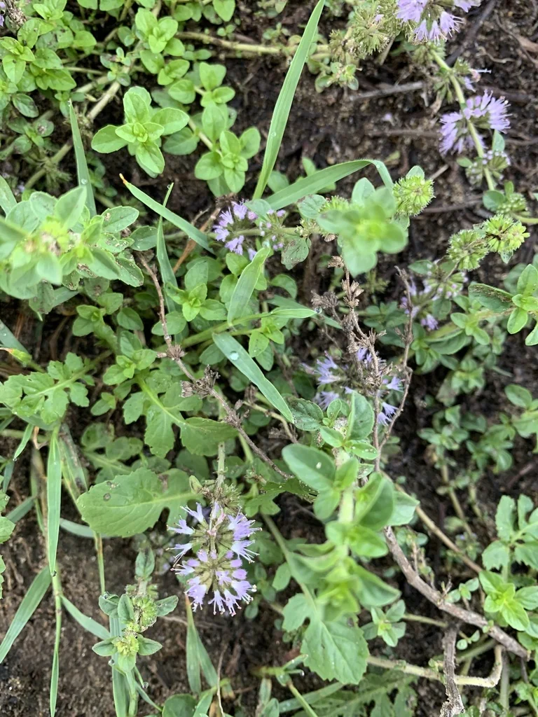 Mentha Pulegium
