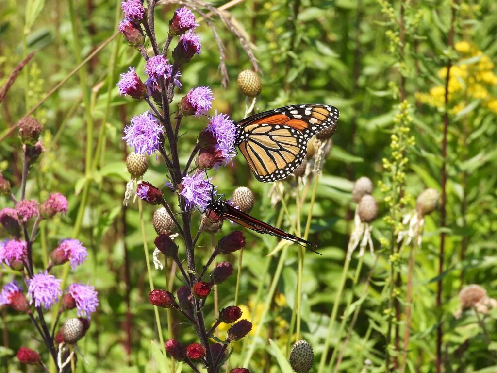 Liatris Ligulistylis
