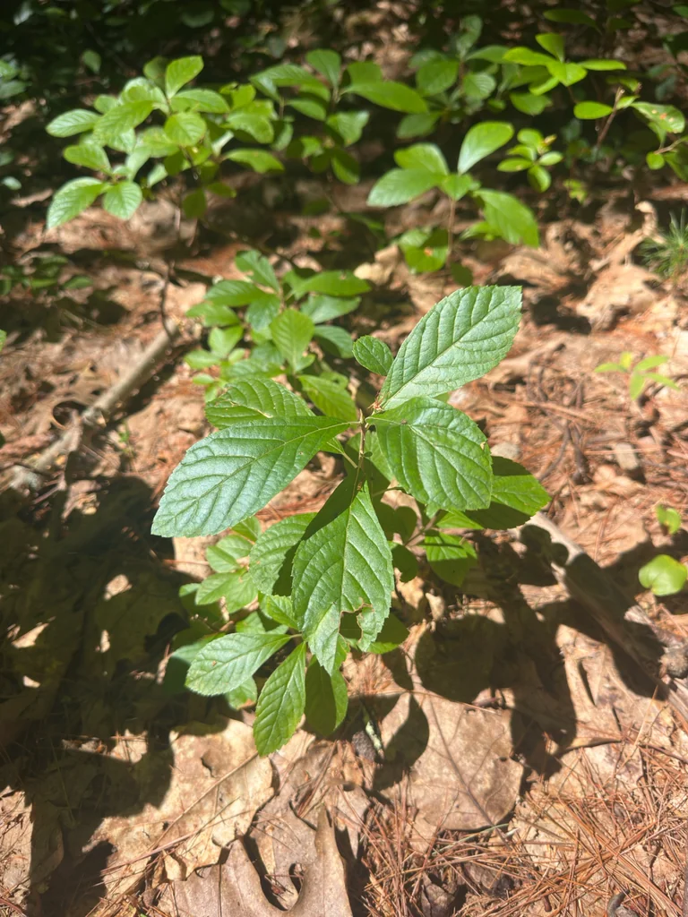 Clethra Alnifolia