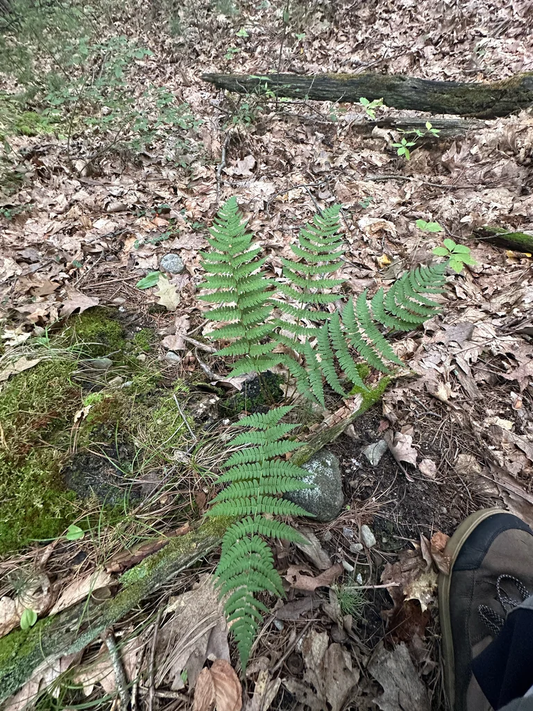 Dryopteris Marginalis