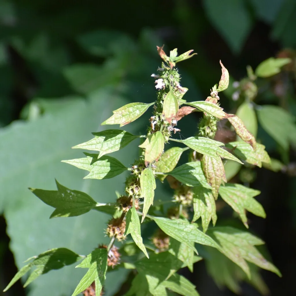 Leonurus Cardiaca