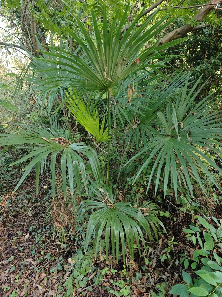 Trachycarpus Wagnerianus