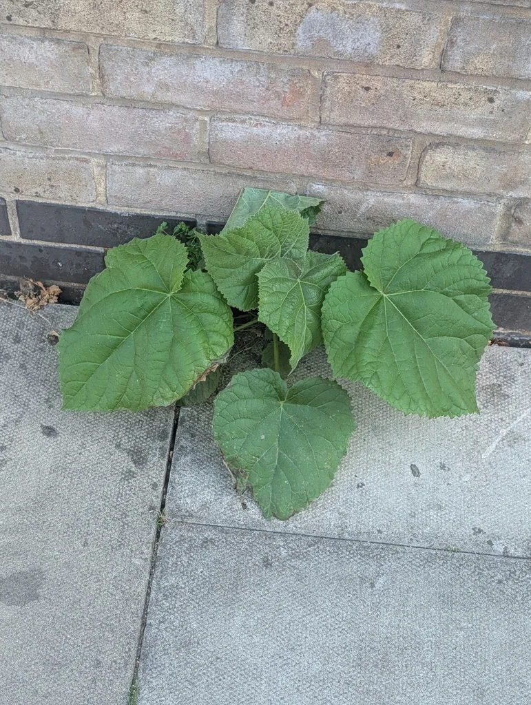 Paulownia Tomentosa