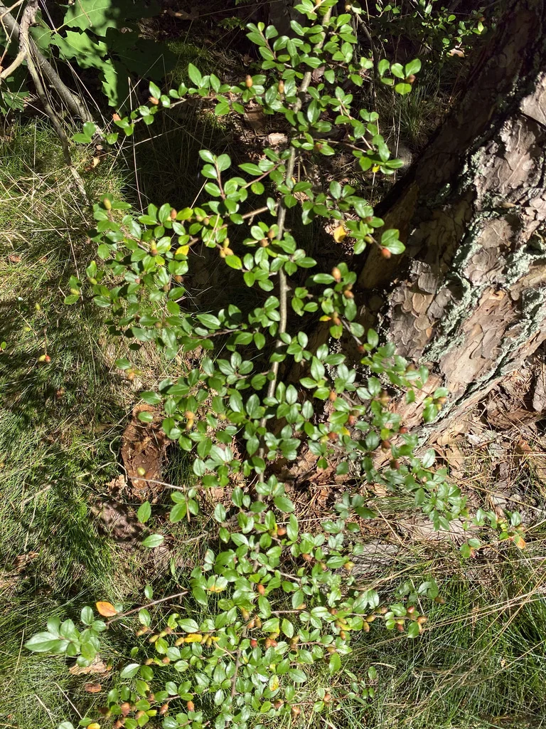 Cotoneaster Divaricatus