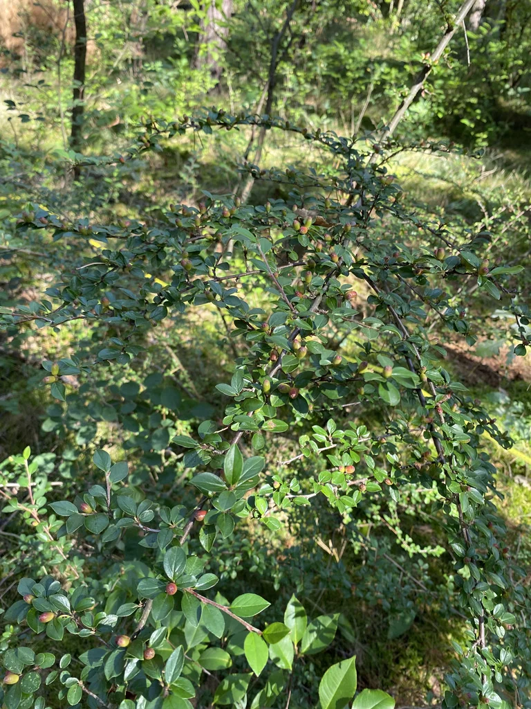 Cotoneaster Divaricatus