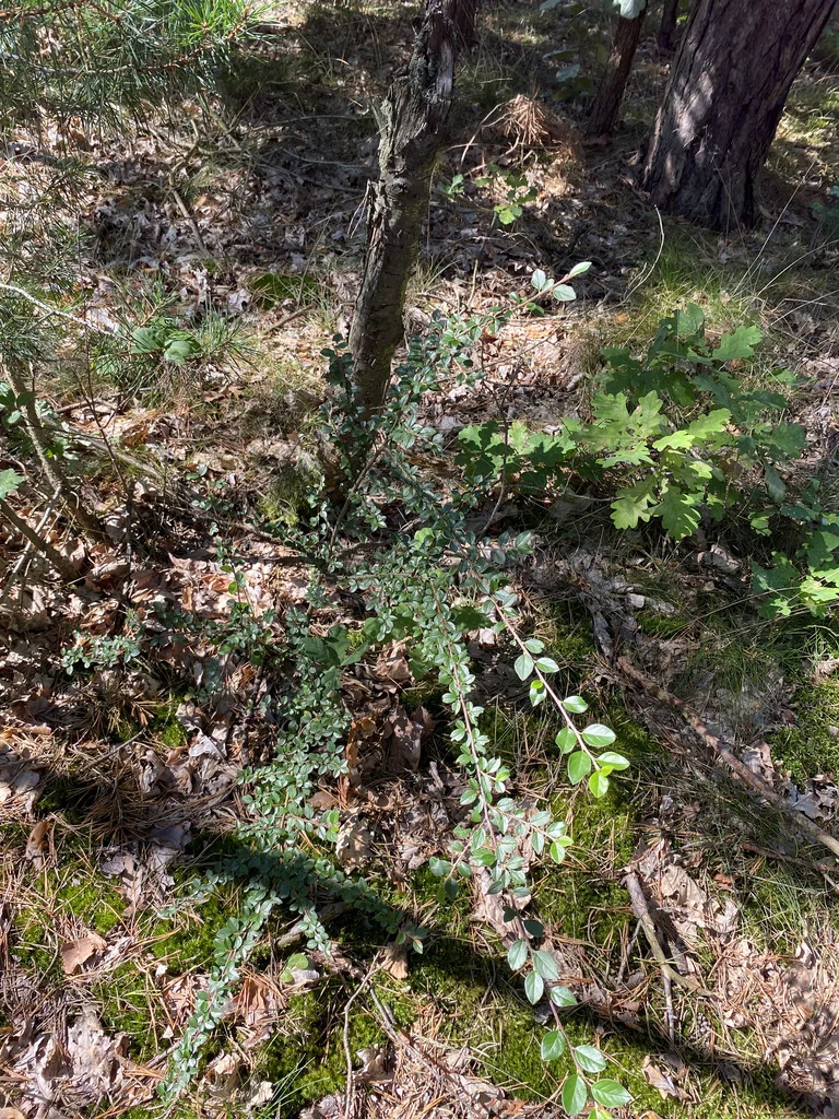 Cotoneaster Divaricatus