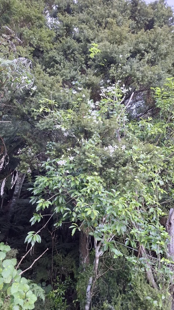 Clematis Paniculata