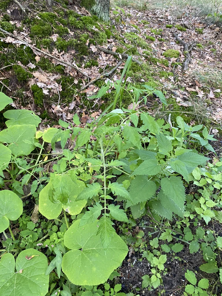 Solanum lycopersicum