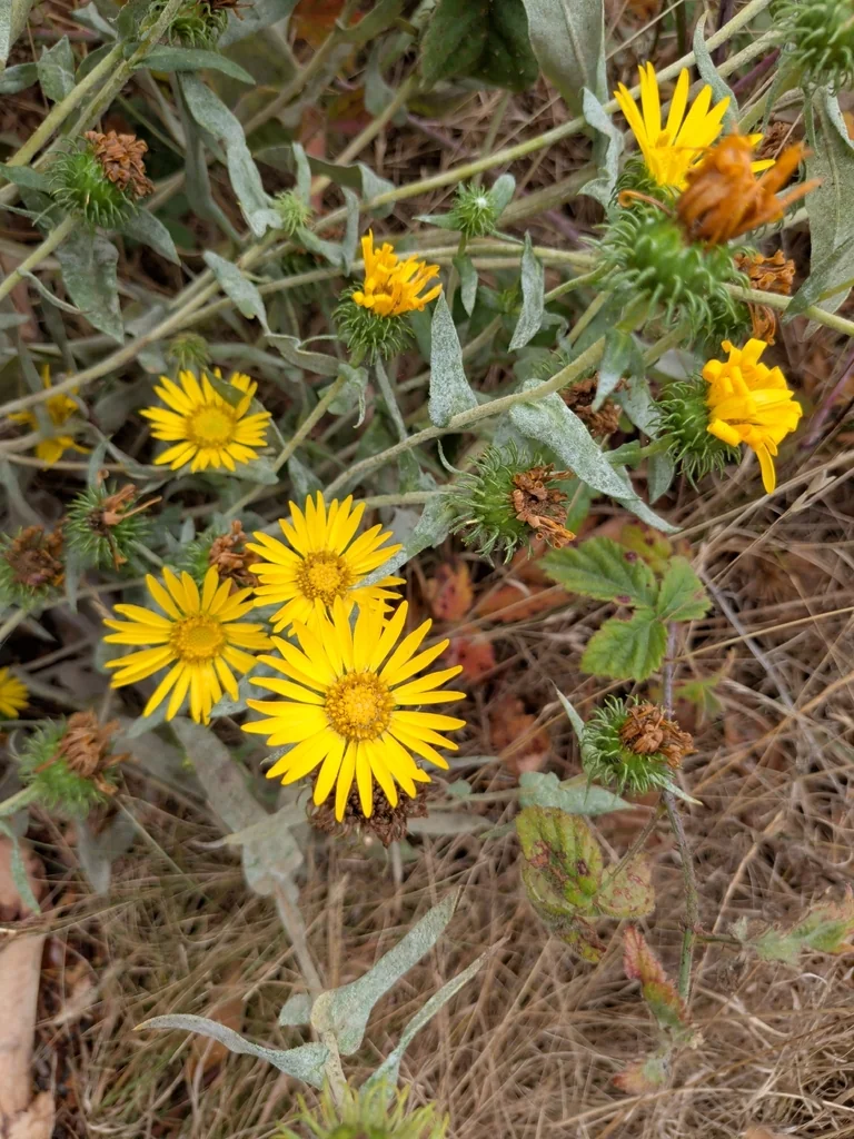 Grindelia Integrifolia