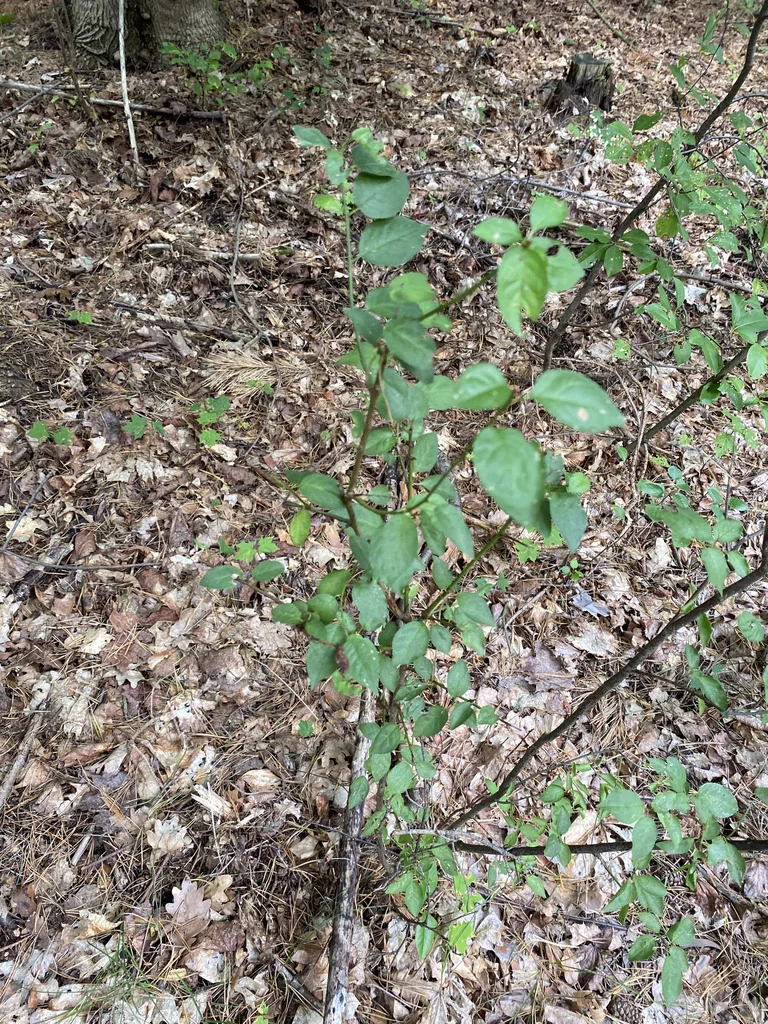 Prunus Cerasifera