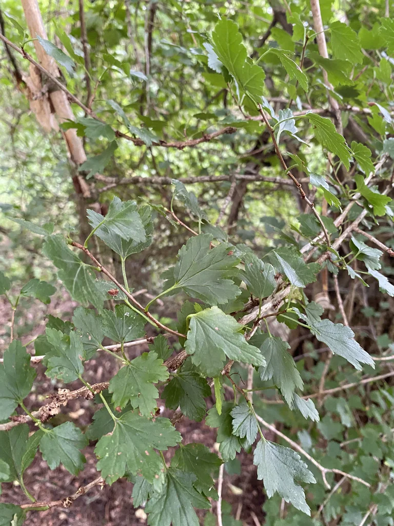 Ribes Alpinum