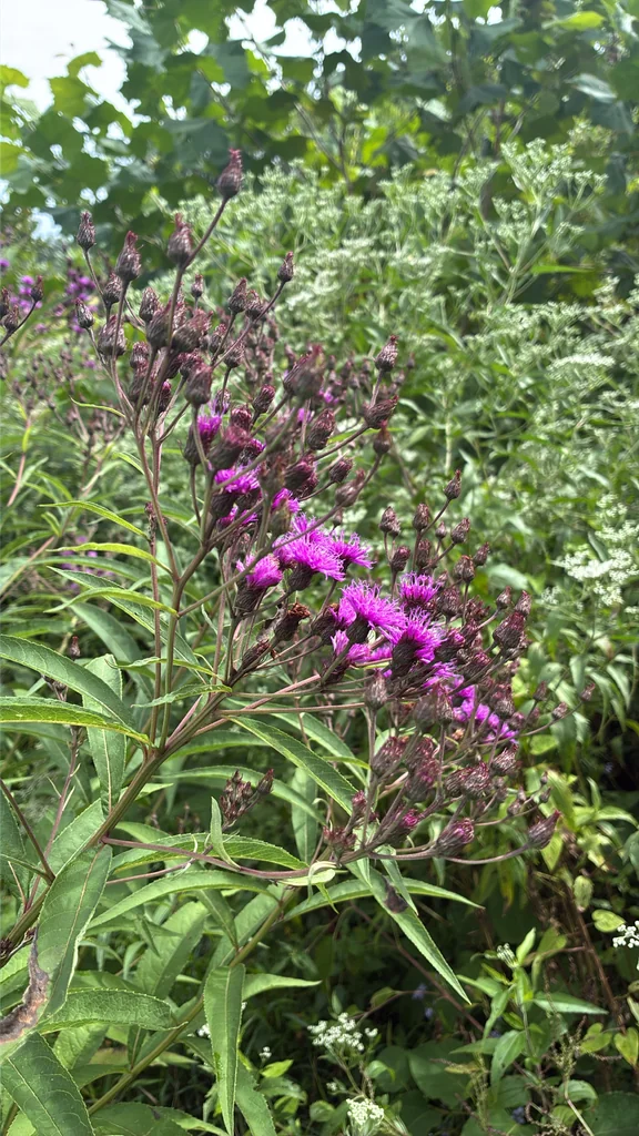 Vernonia Noveboracensis