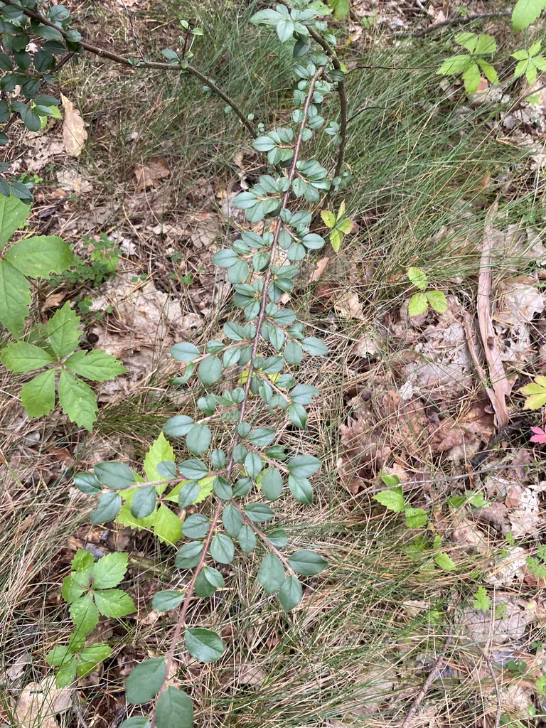 Cotoneaster Divaricatus