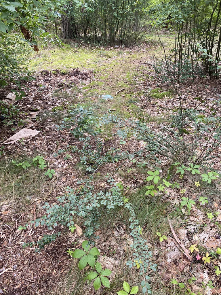 Cotoneaster Divaricatus