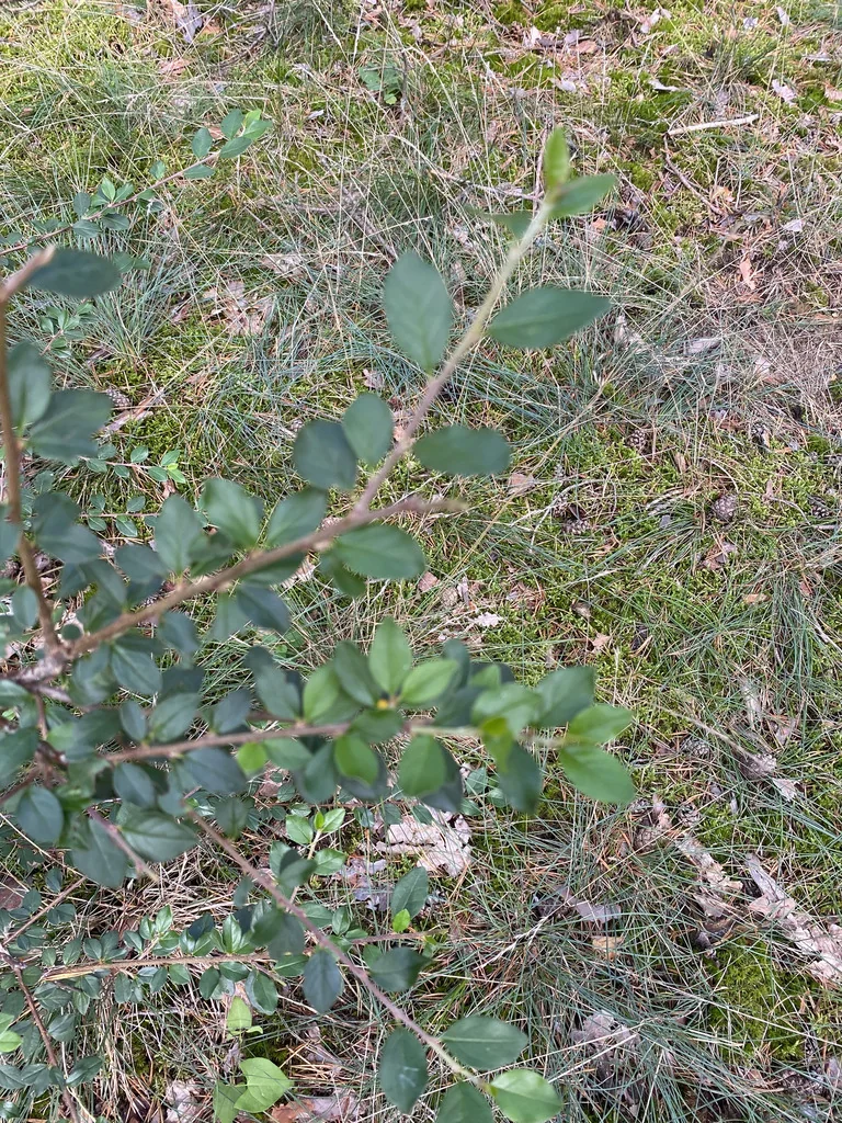 Cotoneaster Divaricatus