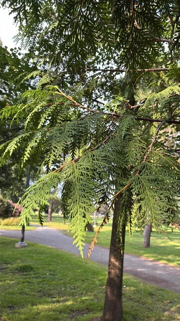 Thuja occidentalis