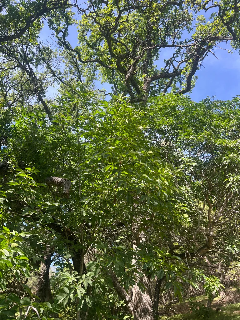 Aesculus Californica