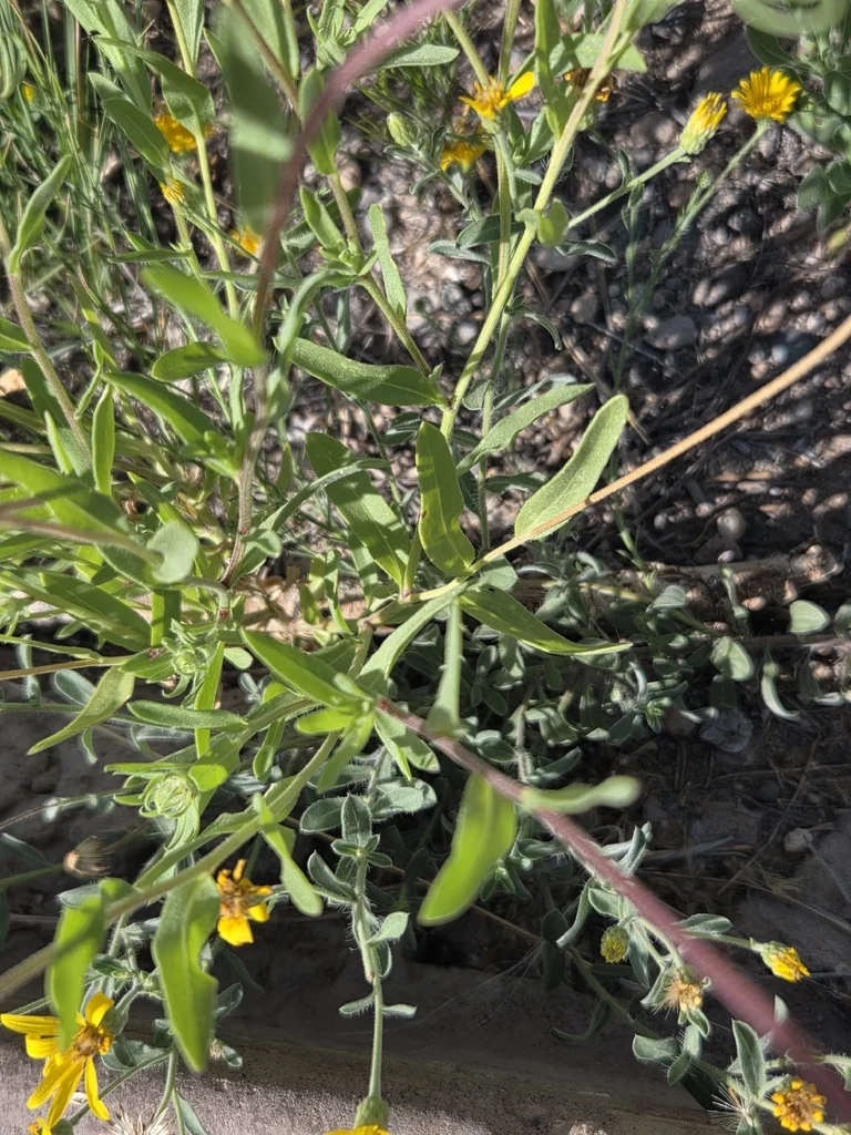 Gaillardia Pulchella